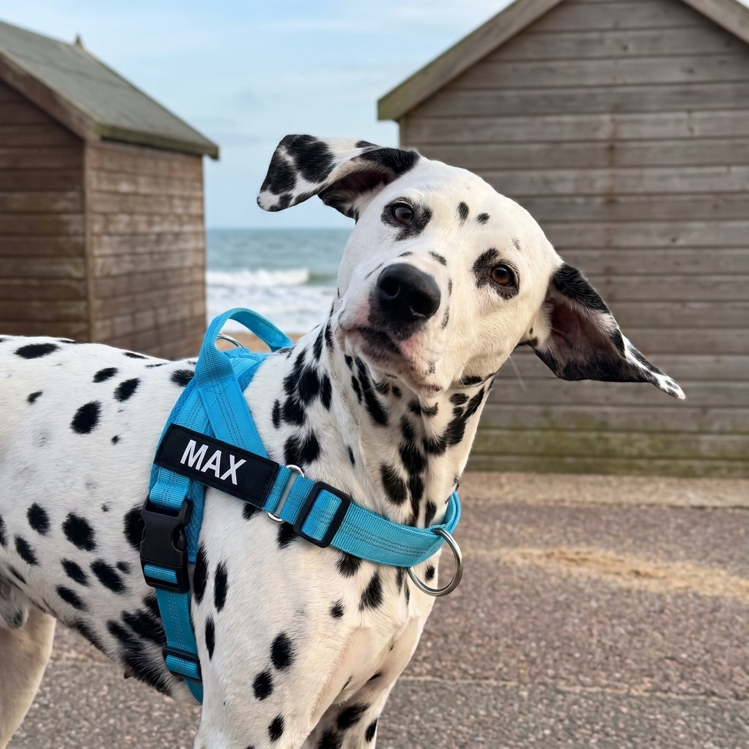 Pawzies™ No-Pull Harness