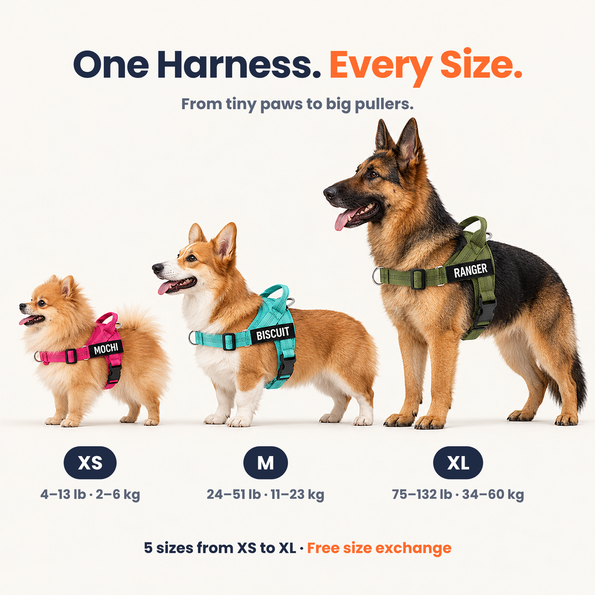 Pawones No-Pull Harness fit and adjustment